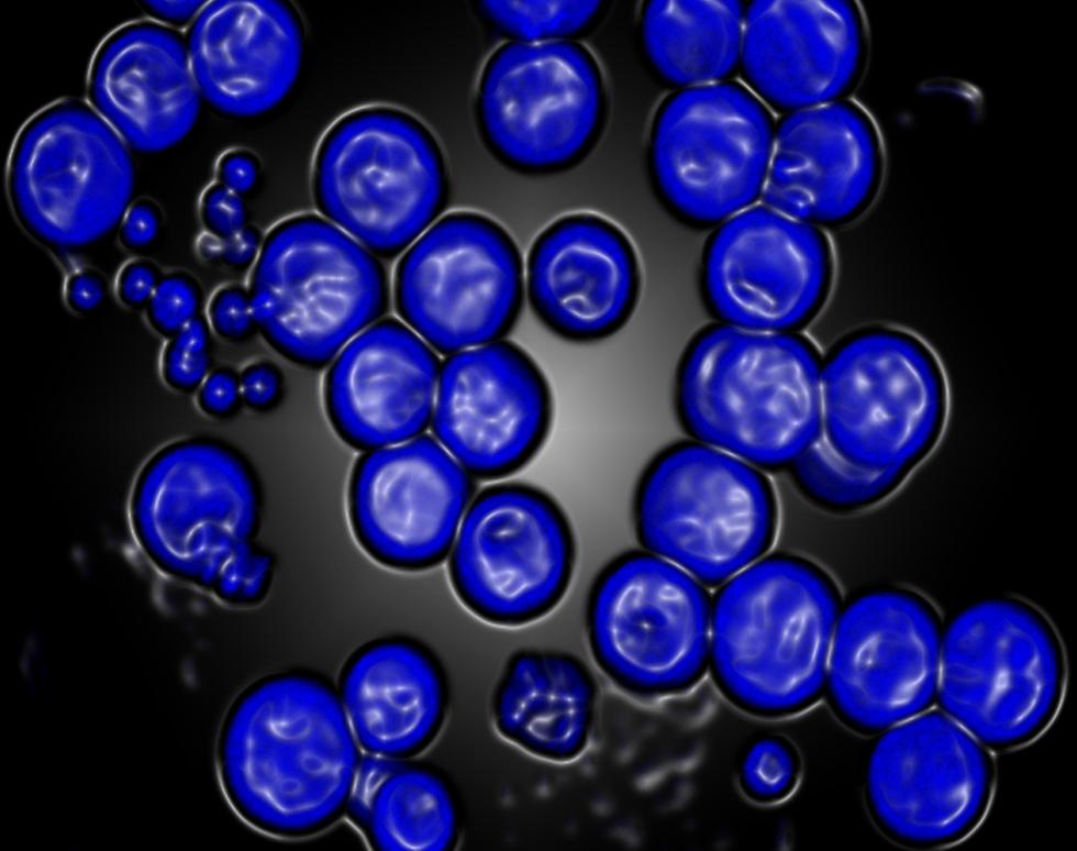 Diatoms - Emma McMorrow